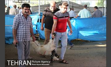 عرضه دام زنده در منطقه 19 شهرداری تهران 12