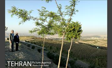 بازدید شهردار تهران از طرح‌های جنگل کاری شمال تهران  8