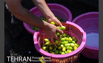 بازار میوه تربار مرکزی 34