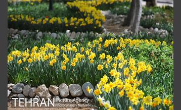 رویش گل های لاله در باغ ایرانی 9