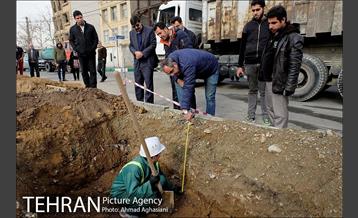 تلاش ویژه شهرداری برای نجات زندگی حدود یکصد درخت اتوبان نیایش 13