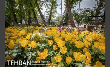 لاله های باغ ایرانی 20