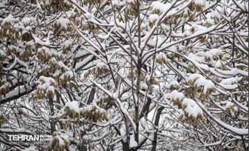 بارش برف زمستانی در تهران 4