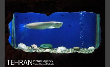 موزه حیات وحش هفت چنار 50