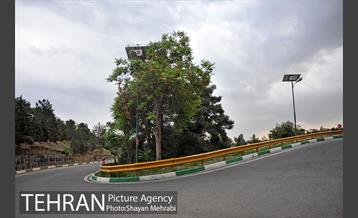 پارک جنگلی لویزان‎ 19