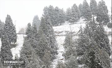 بارش برف زمستانی در بوستان سرخ حصار 10
