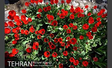 رویش گل های لاله در باغ ایرانی 13