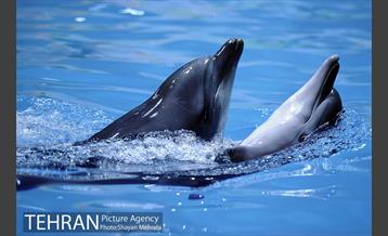 دلفیناریوم برج میلاد 8