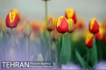 پیاده راه لاله مادران 45