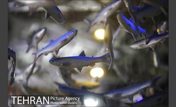 موزه طبیعت و حیات وحش دارآباد 34