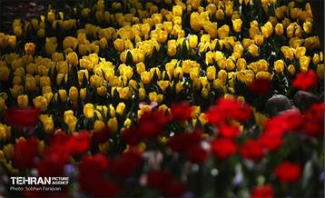 باغ ایرانی میزبان لاله‌ها 10