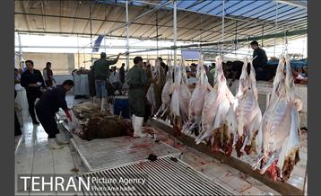 مراکز عرضه بهداشتی دام زنده 15