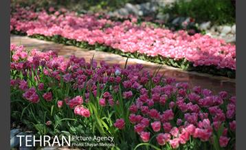 رویش گل های لاله در باغ ایرانی 10