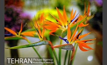 هشتمین نمایشگاه گل و گیاه تهران 12