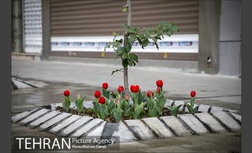 باز پیرایی خیابان 50 ساله 22