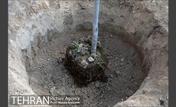 کاشت درخت میثاق در حرم امام خمینی 17