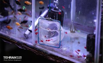 بازار گل شهید محلاتی در آخرین روزهاى سال 10