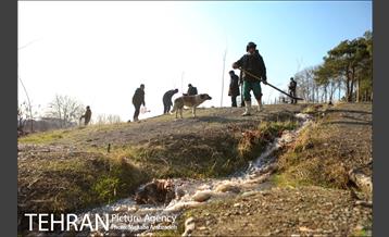 کاشت 2200 اصله نهال در بوستان جنگلی چیتگر 17
