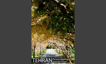 شهرک صدرا 46