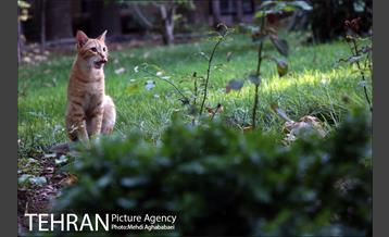 باغ فردوس 11