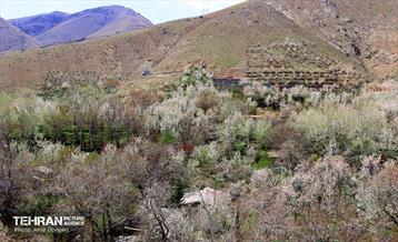 طبیعت بهاری روستای سنگان 2