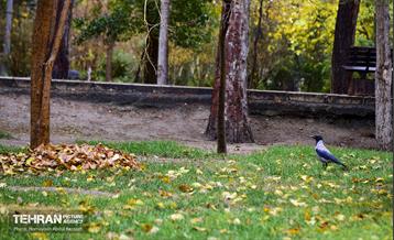 یک روز پاییزی در منطقه ۱۴