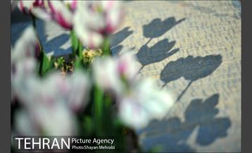 رویش گل های لاله در بوستان ملت 33