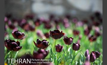 رویش گل های لاله در بوستان گفتگو 21