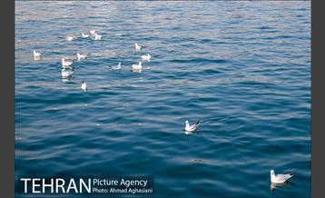 دریاچه زیبای چیتگر 19