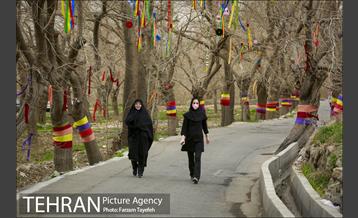 آرایش درختان کهنسال توت در محله کن 7