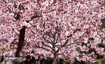 شکوفه‌های بهاری در بوستان سمن‌ها 24