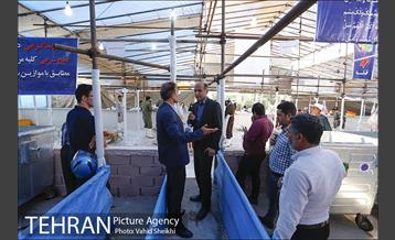 بازدید سعید راد از مراکز عرضه دام  12