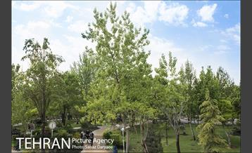 بوستان آزادگان 8