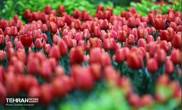 لاله‌ها میهمان باغ ایرانی 4
