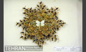 موزه حیات وحش هفت چنار 24