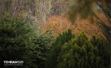 طبیعت پاییزی باغ راه فدک تهران 19