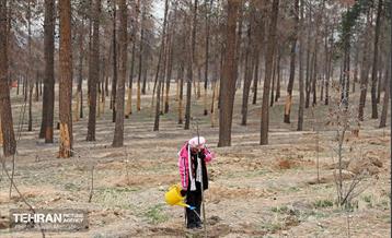 کاشت 2000 نهال مثمر در بوستان جنگلی چیتگر 3