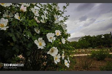طبیعت بهاری در باغ گیاهشناسی ملی ایران 23