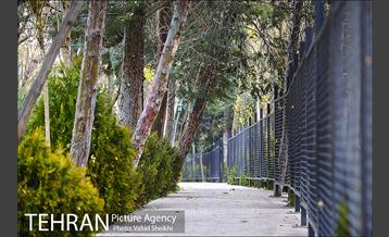 باغ راه فدک 20