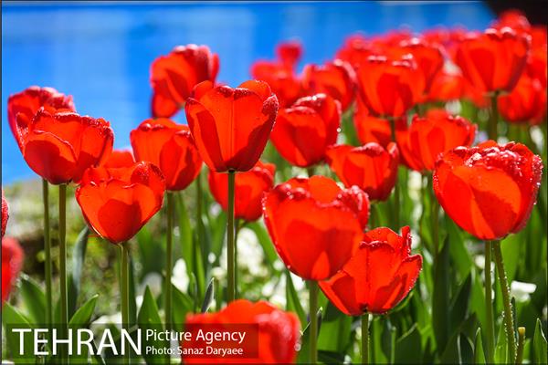 رویش لاله ها در پارک شهر 12