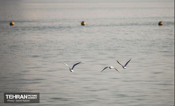 پرندگان مهاجر دریاچه چیتگر 1