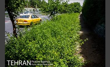 بزرگراه همت 20