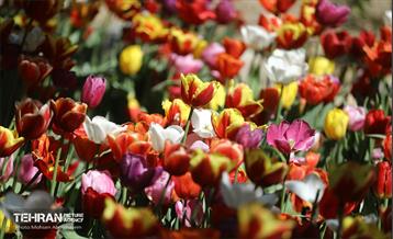 بازدید اصحاب رسانه از باغ ایرانی 16