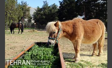 آیین بهره برداری باغ راز هستی 1
