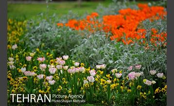 رویش گل لاله در پارک شهر 29