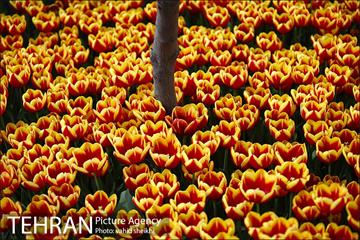 پیاده راه لاله برای مادران 8