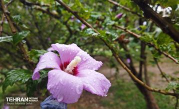 یک روز بارانی در منطقه 19 1