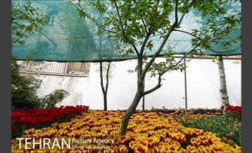 پیاده راه لاله برای مادران 30