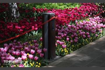 باغ ایرانی میزبان لاله‌ها 13