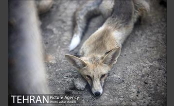 موزه طبیعت و حیات وحش دارآباد 4